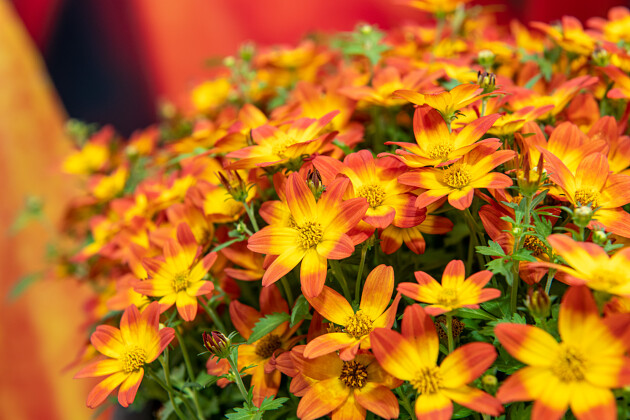 Volmary GmbH - Bidens ferulifolia 'Taka Tuka&reg; M Red Glow'