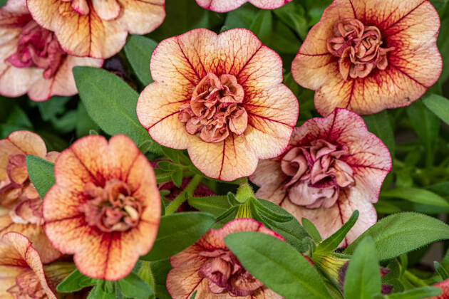 Volmary GmbH - Calibrachoa 'Calita&reg; Double Red Vein'