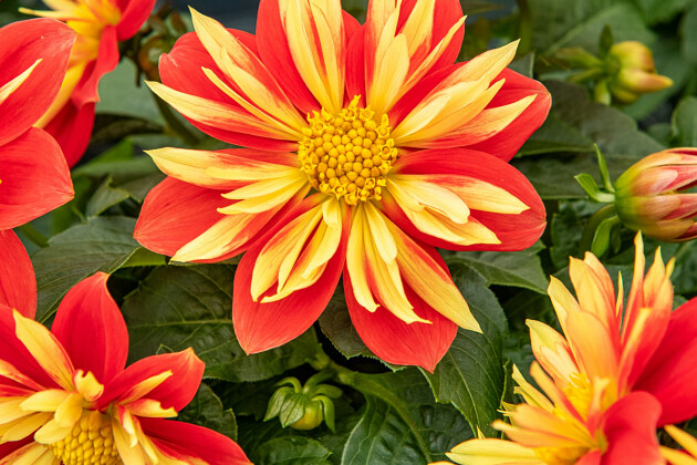 Volmary GmbH - Dahlia x hortensis 'Lubega&reg; Special Orange Bicolor'