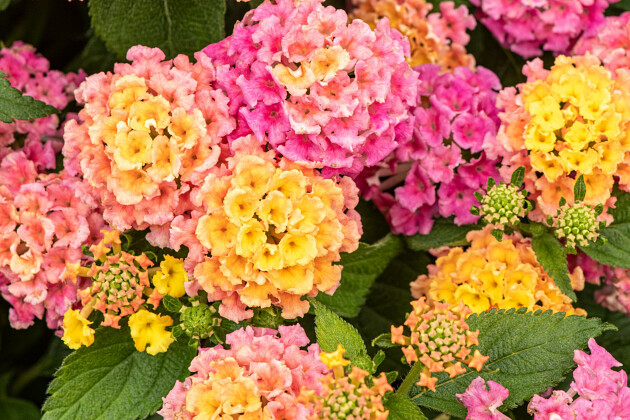 Volmary GmbH - Lantana camara 'Evita&reg; Pink'