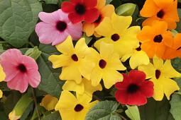 Jaldety Plant Propagation Nurseries - Thunbergia Mix - From Jaldety