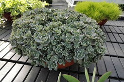 Jaldety Plant Propagation Nurseries - Orostachys Chinese Hat - From Jaldety