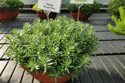 Jaldety Plant Propagation Nurseries - Sedum Royal Pine - From Jaldety