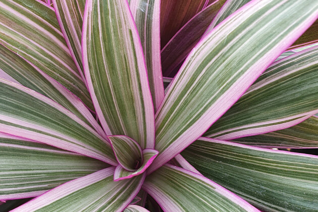 Jaldety Plant Propagation Nurseries - Setcreasea Tricolor Power - From Jaldety