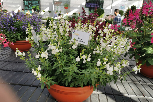 Jaldety Plant Propagation Nurseries - Salvia White Full Moon - From Jaldety