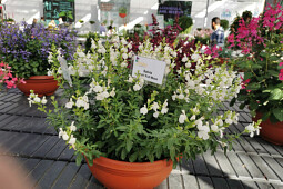 Jaldety Plant Propagation Nurseries - Salvia White Full Moon - From Jaldety