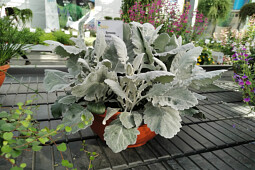 Jaldety Plant Propagation Nurseries - Senecio Silvery Velvet - From Jaldety