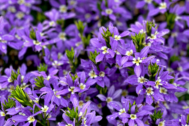 Suntory Flowers Europe