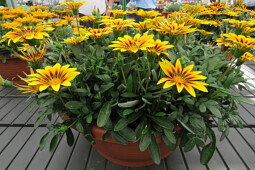 Jaldety Plant Propagation Nurseries - Gazania New Magic - From Jaldety