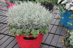 Jaldety Plant Propagation Nurseries - Calocephalus Silver Stone