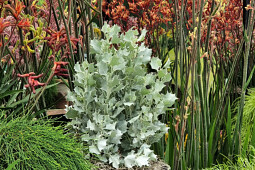 Marathon Plants - Atriplex Silver Holly