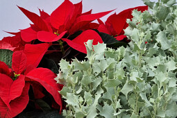 Marathon Plants - Atriplex Silver Holly