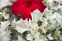 Marathon Plants - Atriplex Silver Holly