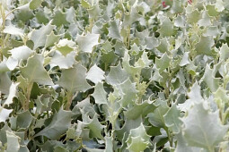 Marathon Plants - Atriplex Silver Holly