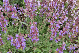 Marathon Plants - Mediterranean Salvias