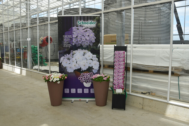 Schneider youngplants - FlowerTrials 2022