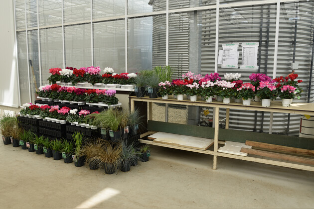 Schneider youngplants - FlowerTrials 2022