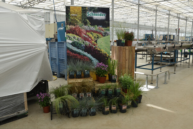 Schneider youngplants - FlowerTrials 2022