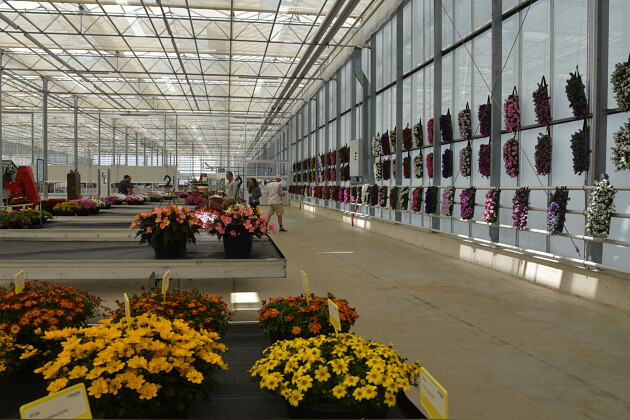 Schneider youngplants - FlowerTrials 2022