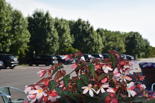 Schneider youngplants - FlowerTrials 2022