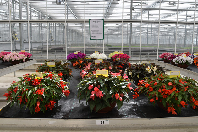Schneider youngplants - FlowerTrials 2022