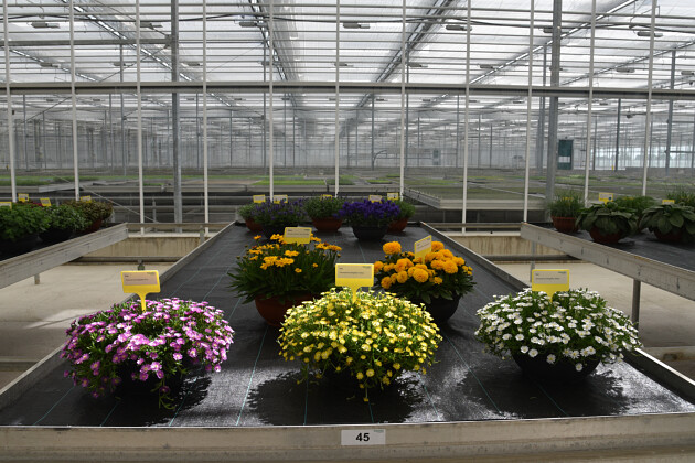 Schneider youngplants - FlowerTrials 2022