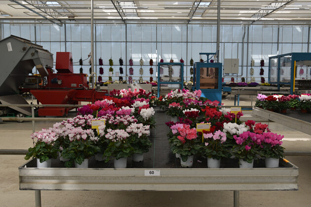 Schneider youngplants - FlowerTrials 2022