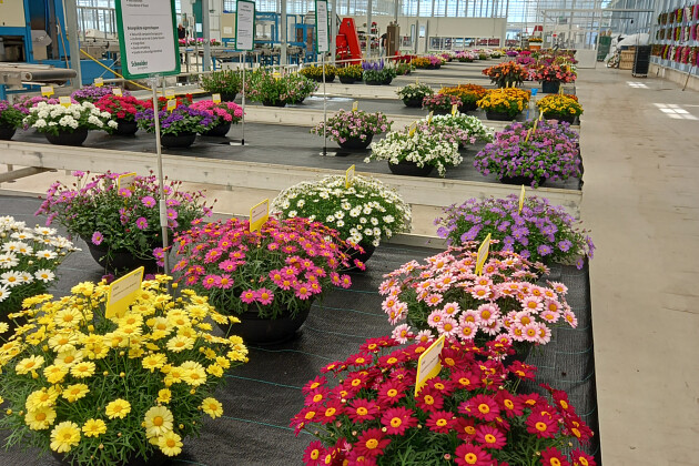 Schneider youngplants - FlowerTrials 2022