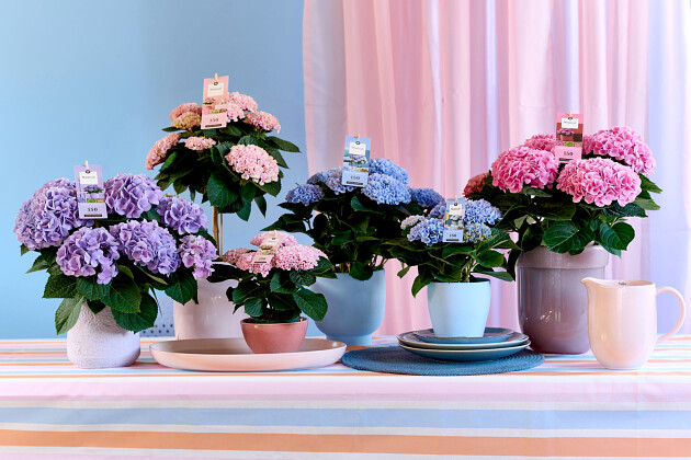 Hoko Breeding - Magical Indoor Family