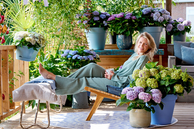 Hoko Breeding - Magical Hydrangea garden