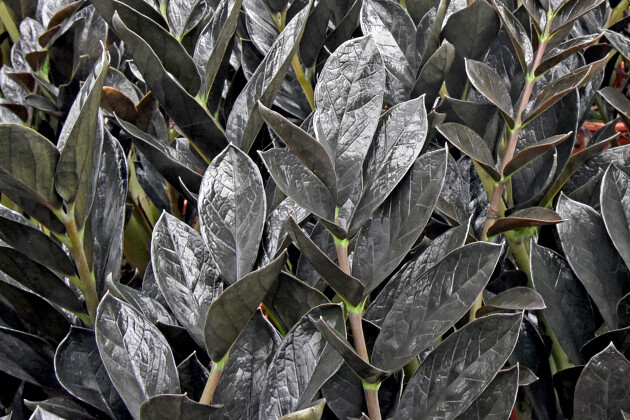 Agriom - Zamioculcas Supernova