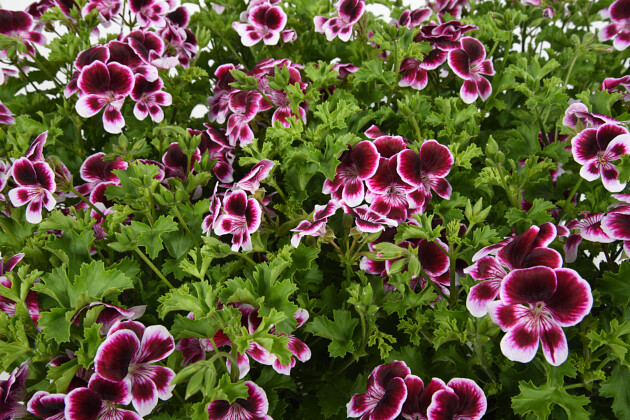 Agriom - Geurende Pelargonium