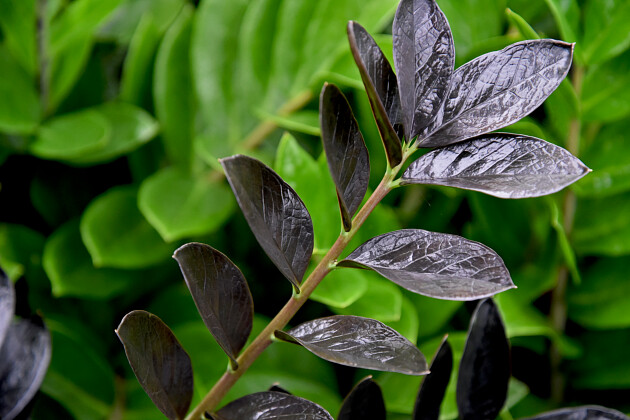 Agriom - Zamioculcas Supernova detail