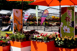 Dümmen Orange