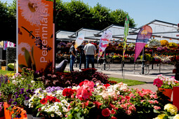 Dümmen Orange