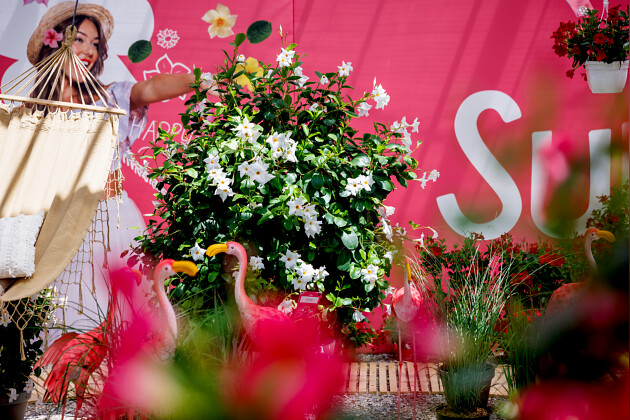 Suntory Flowers Europe