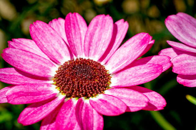 Suntory Flowers Europe