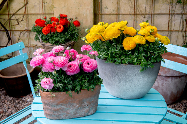 Schoneveld breeding - Ranunculus Sprinkles F1