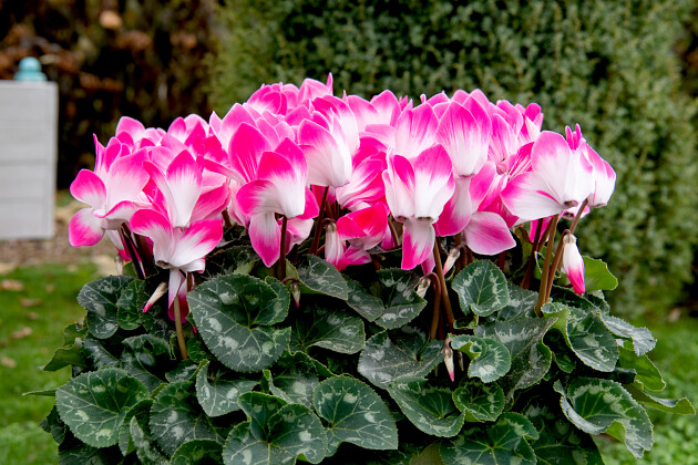 Schoneveld breeding - Cyclamen Super Serie Fusion Midi