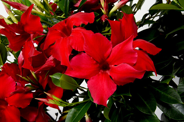 Agriom - Mandevilla Summerstar New Red