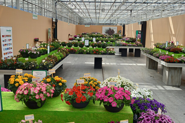 Schneider youngplants
