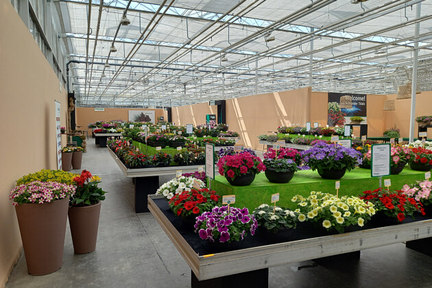 Schneider youngplants