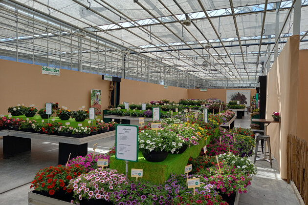 Schneider youngplants