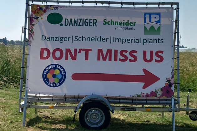Schneider youngplants