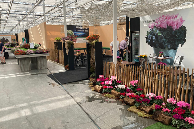 Schneider youngplants