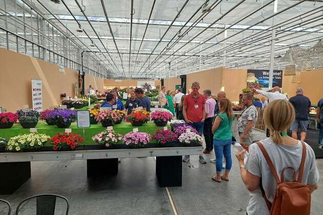 Schneider youngplants