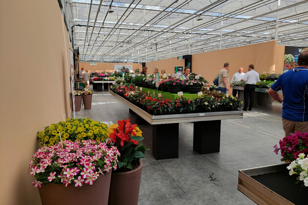 Schneider youngplants