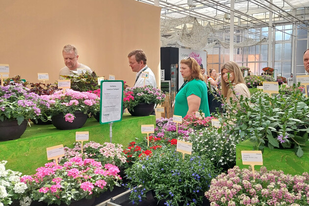 Schneider youngplants
