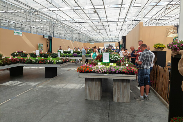 Schneider youngplants