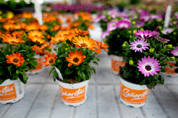 Hendriks Young Plants - Senoritas Osteospermum